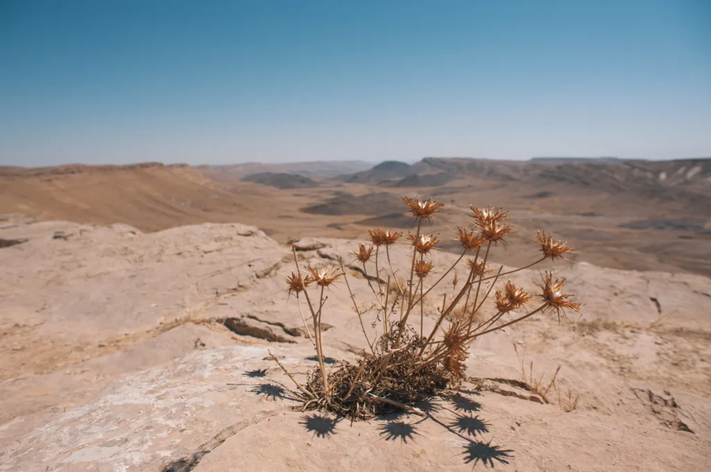 plants in Desert