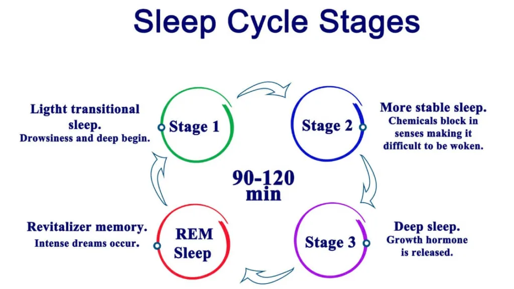 sleep cycle stages